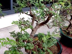 iphone_upload_pic-悦湖公馆