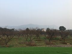-香雪海