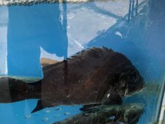 -沿海渔家院海鲜烧烤·东北菜(东戴河店)