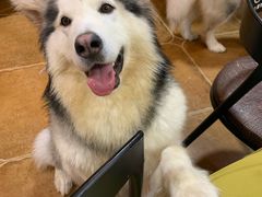 -李小姐の猫咖啡馆(五角场店)