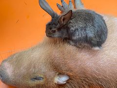 -北京野生动物园