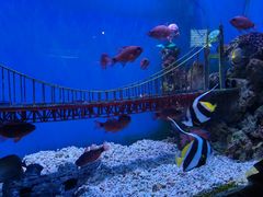 -太平洋海底世界