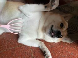 -Doria salon 小颜皮肤