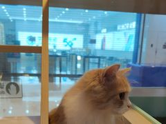 -爪爪喵星球·猫舍(前海卓越店)