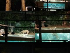 -清迈夜间动物园
