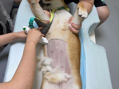 -谐和益家动物医院·免疫绝育·血液透析·宠保定点医院(高新伊藤分院)