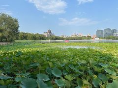 -莲花池公园