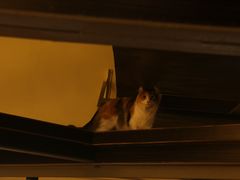 -more than meow吴止猫主题餐厅(承德 中船汇店)