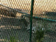 -青藏高原野生动物园