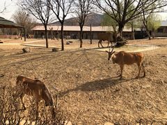 -石家庄市动物园