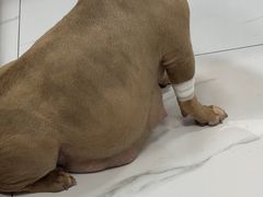 -嘉馨宠物医院·CT影像转诊·心脏科·犬猫全科诊疗中心(下沙大学城院区)