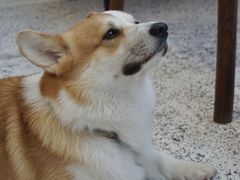 -肥朵食堂(带梦胡同店)