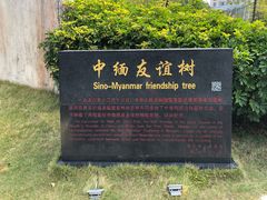 -中缅友谊树