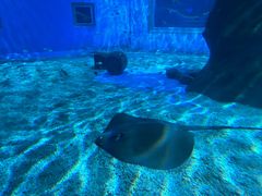 -北戴河圣蓝海洋公园