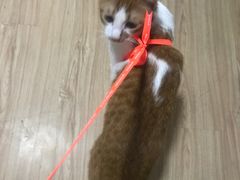 -杨氏青龙虾·羊蝎子(托乐嘉店)
