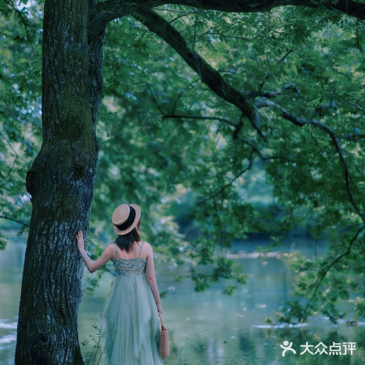 『黄山』闯入绿野仙踪🍃奇幻森林，赴一场仙境之约