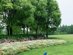 -上海滨江森林公园
