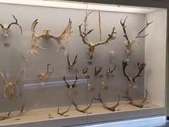 -北京麋鹿生态实验中心