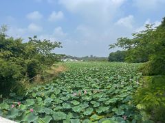 -上海海湾国家森林公园