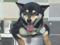 -全心全意连锁动物医院(加州店)