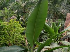 -呀路古热带植物园