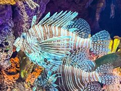 -上海海洋水族馆