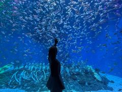 -合肥海洋世界