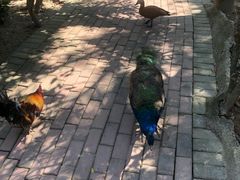 -泉州海丝野生动物世界