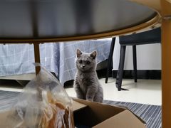 -lincat·猫舍(广州店)