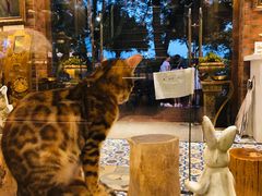 -more than meow吴止猫主题餐厅(承德 中船汇店)