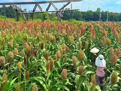-三圣花乡旅游区