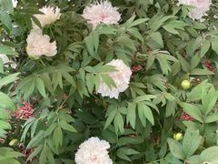 -洛阳市隋唐城遗址植物园