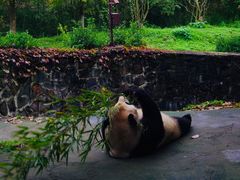 -都江堰中华大熊猫苑