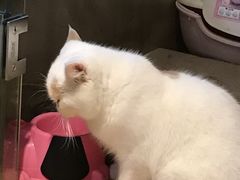 -八公叔叔宠物美容连锁(春申店)