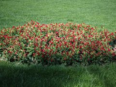 -上海市龙华烈士陵园