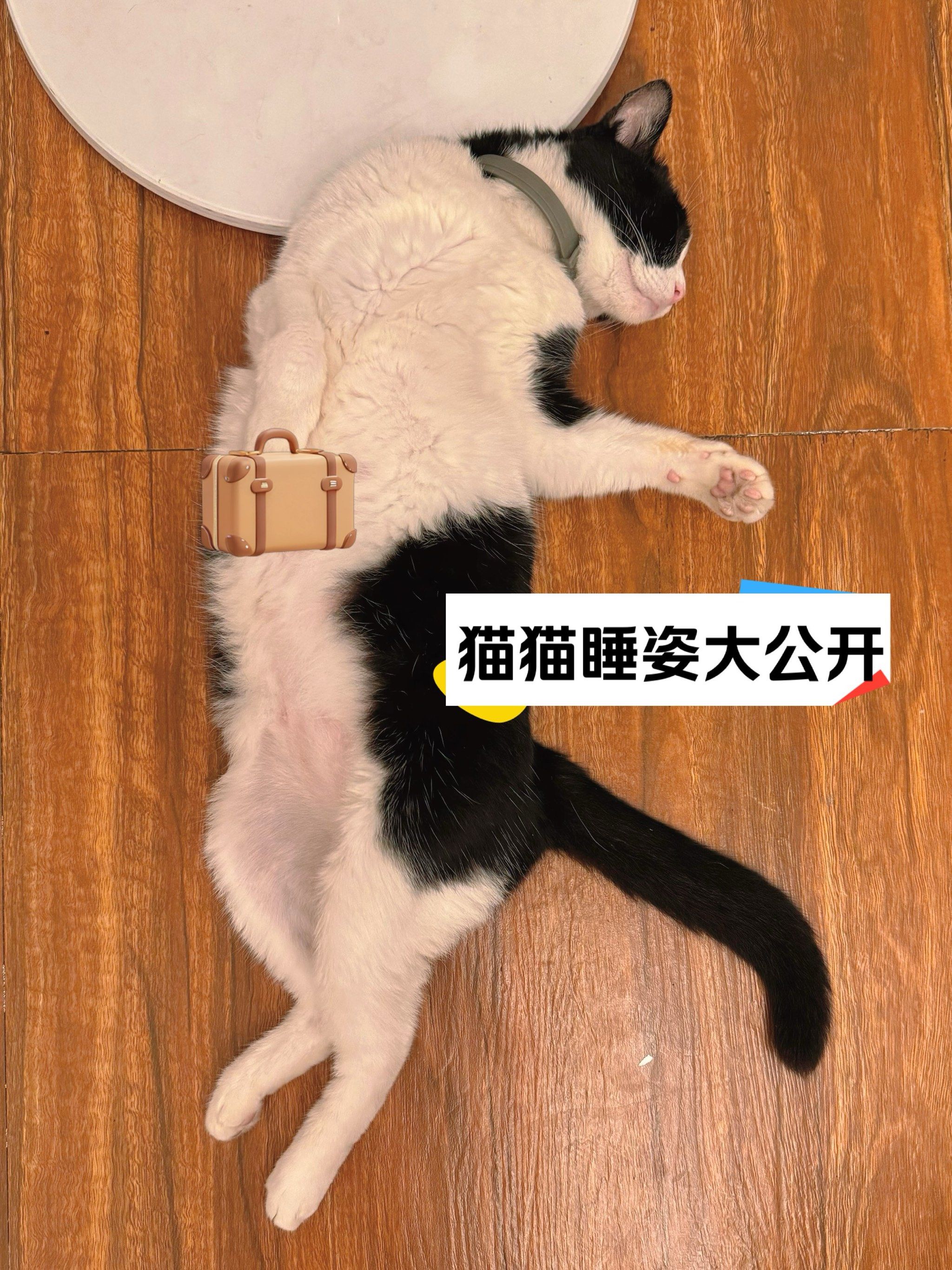 猫咪睡姿大揭秘🐾每一种都萌化你的心[爱心]