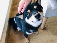 -柴犬小屋·柴餐厅·狗咖食堂(金鼎广场店)