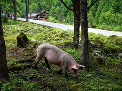 -硗碛藏寨·神木垒景区