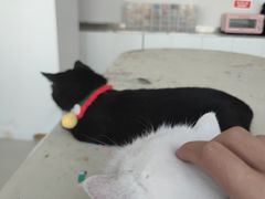 -怪兽屋·羊驼·猫咖·狗咖(俊华广场店)