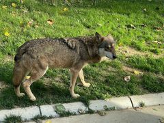 -北京野生动物园