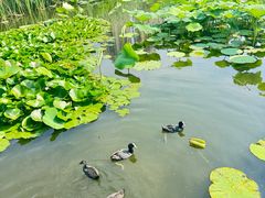 -前关湿地公园