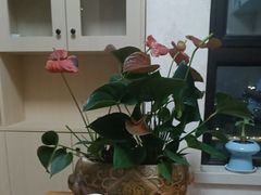 -张钰强中医正骨推拿连锁(华发商都店)