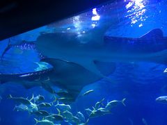 -烟台海昌鲸鲨海洋公园