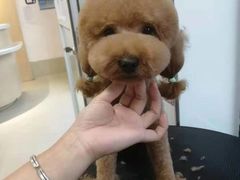 -宠颐生动物医院·心脏科·保险定点(锦阳分院)