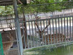 -东莞香市动物园