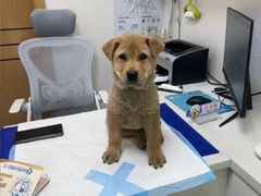 -博特宠物医院24h犬猫全科.骨科·异宠