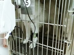 -西安京西宠物医院·瘫痪·疑难杂症