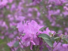 -黑龙江省森林植物园