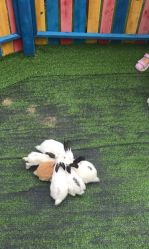 -萌宠亲子动物乐园(槐房万达店)