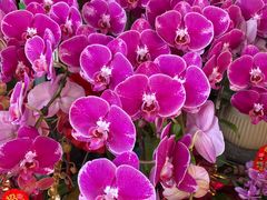 -溪岸路花鸟市场